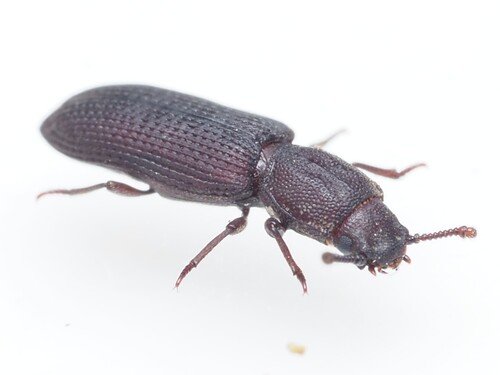 Pycnomerus fuliginosus