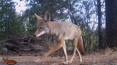 Coyote photographed in Washington