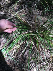Carex solandri