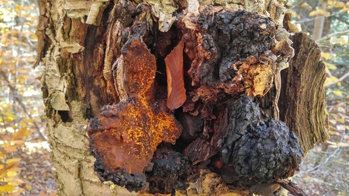 chaga