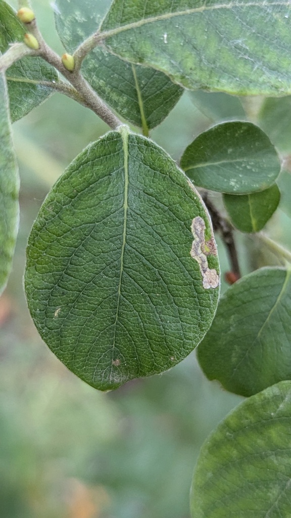 Sallow Pigmy