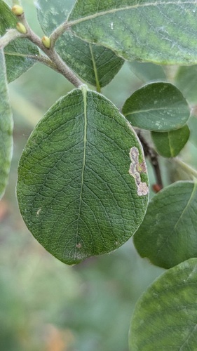 Sallow Pigmy