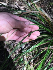 Carex solandri