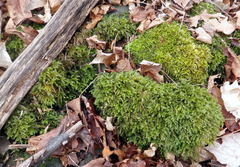 Thamnobryum alleghaniense
