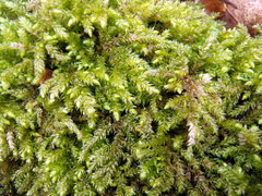 Thamnobryum alleghaniense