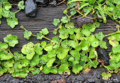 Hydrocotyle bowlesioides