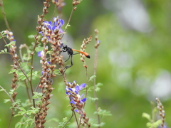 Ammophila placida