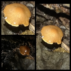 Fungi