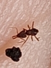 Strumigenys pariensis