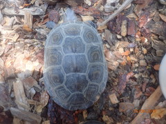 Malaclemys terrapin centrata