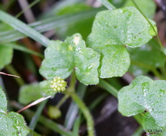 Hydrocotyle bowlesioides