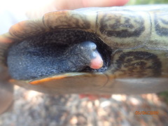 Malaclemys terrapin centrata