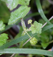 Hydrocotyle bowlesioides