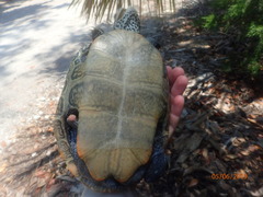 Malaclemys terrapin centrata