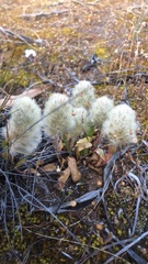 Ptilotus spathulatus