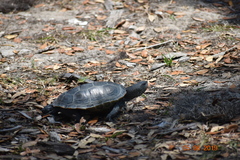 Malaclemys terrapin centrata
