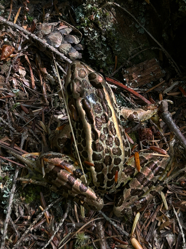 Pickerel Frog photographed in New Hampshire