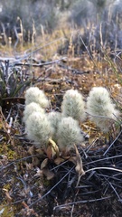 Ptilotus spathulatus