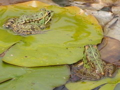 Pelophylax perezi