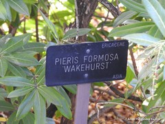 Pieris formosa