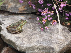 Pelophylax perezi