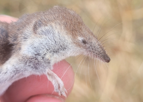 Paramushir Shrew