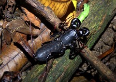 Labochirus proboscideus