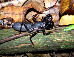 Labochirus proboscideus