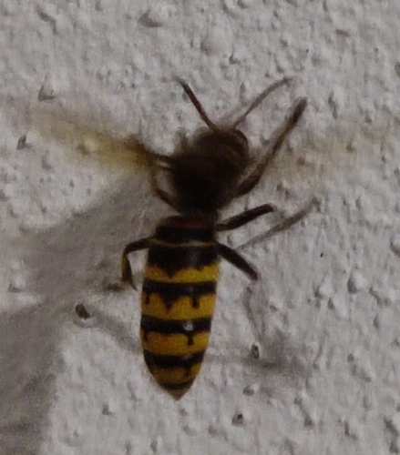 European Hornet