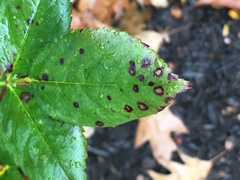 Rosisphaerella rosicola