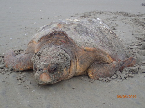 Loggerhead Sea Turtle photographed in Georgia