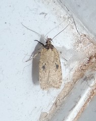 Agonopterix subpropinquella