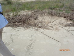 Caretta caretta