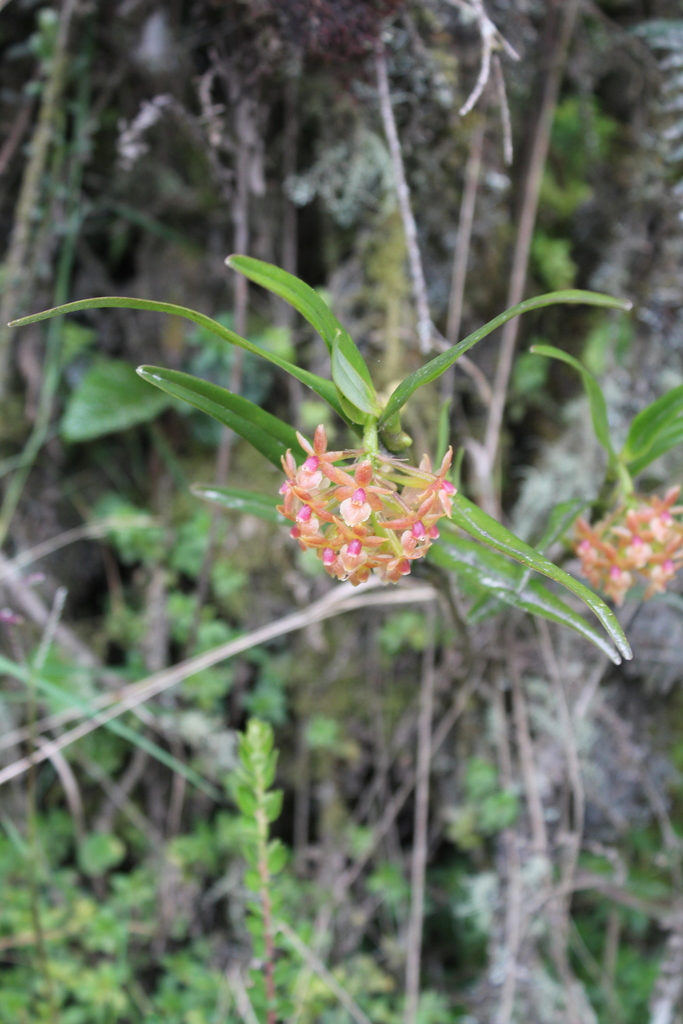 Epidendrum oxysepalum