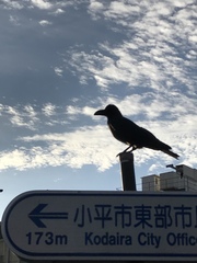 Corvus macrorhynchos