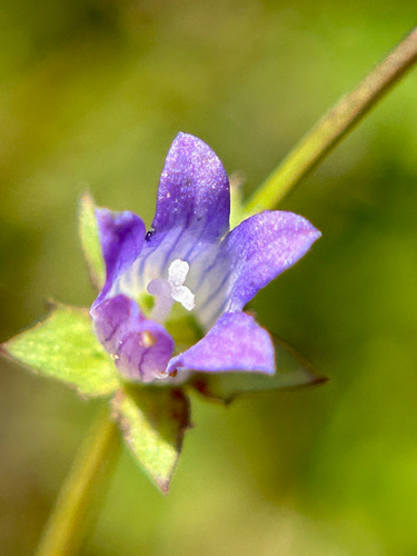 western pearlflower (Heterocodon rariflorus)