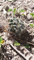 Ancistrocactus scheeri