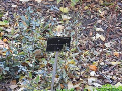 Lysimachia minoricensis