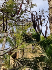 Fabaceae