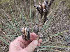 Yucca arkansana