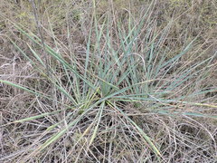 Yucca arkansana
