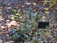 Lysimachia minoricensis