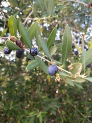 Olea