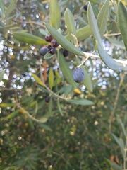 Olea