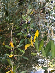 Olea