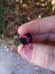 Olea