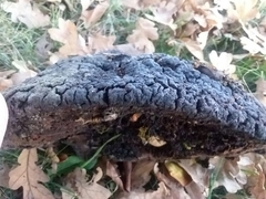 Phellinus