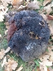 Phellinus