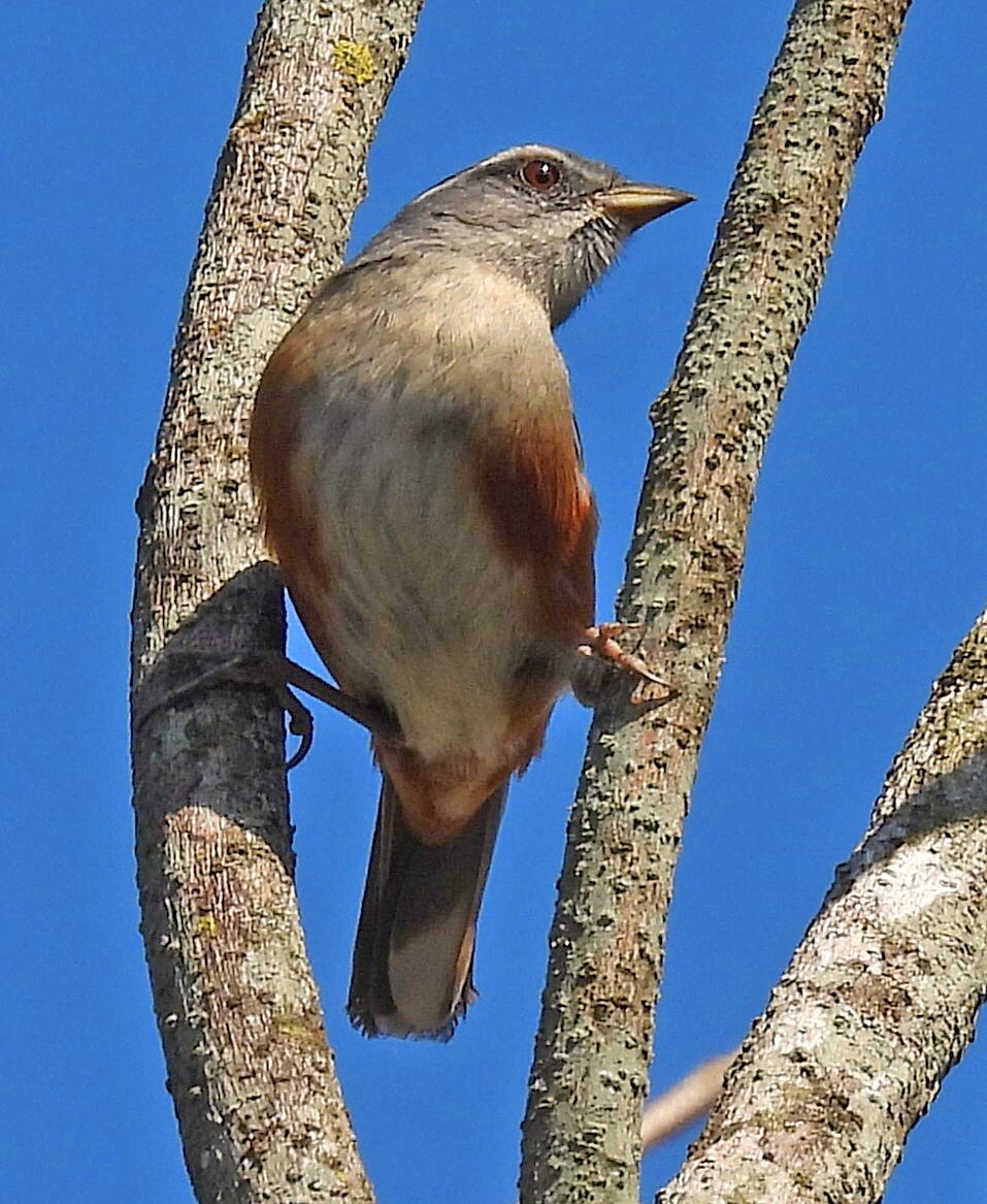 Grey-throated Warbling Finch (Microspingus cabanisi), photo 8