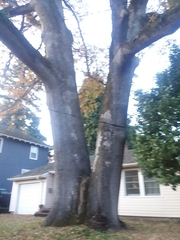 Phellinus